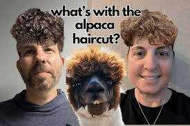 10 Types of Alpaca Haircuts