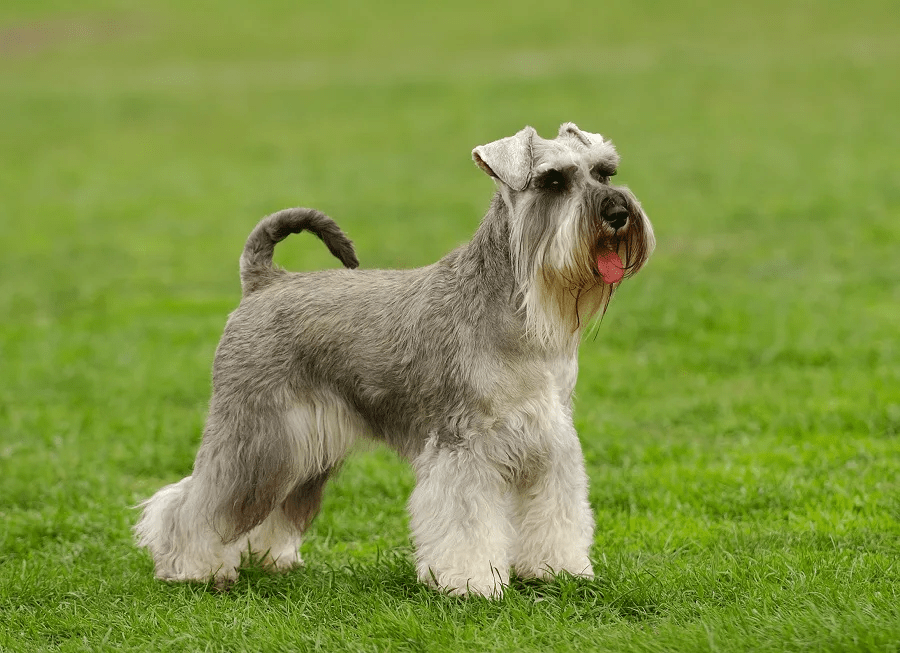 schnauzer haircut gallery