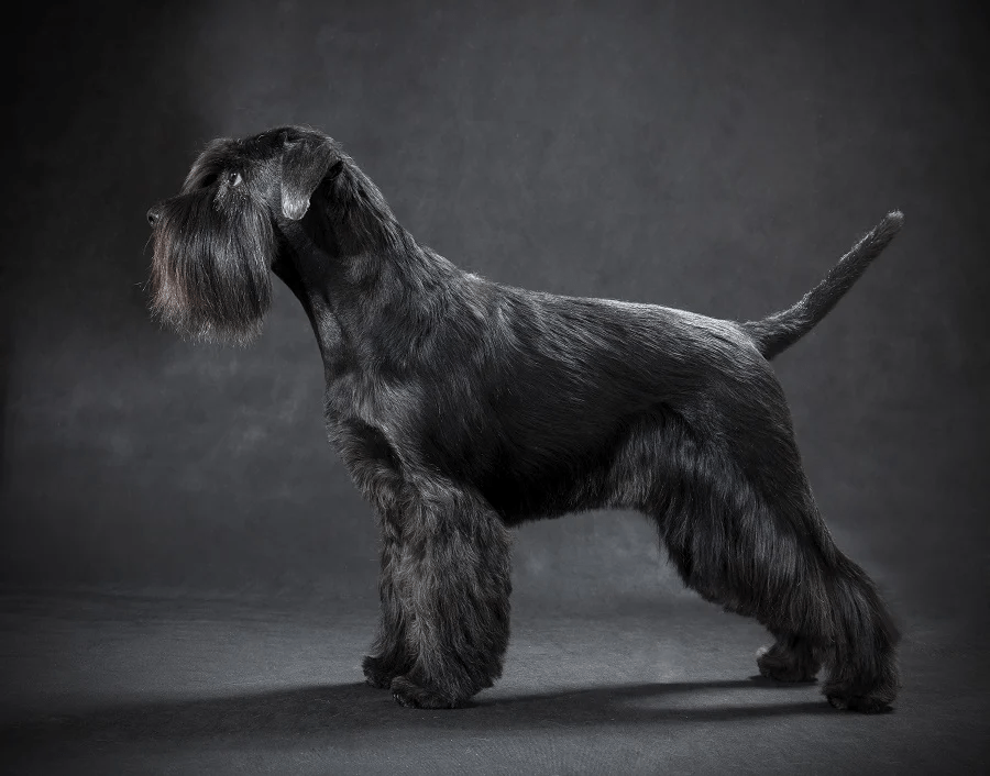 schnauzer haircut gallery