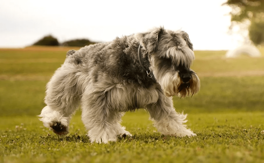 schnauzer haircut gallery