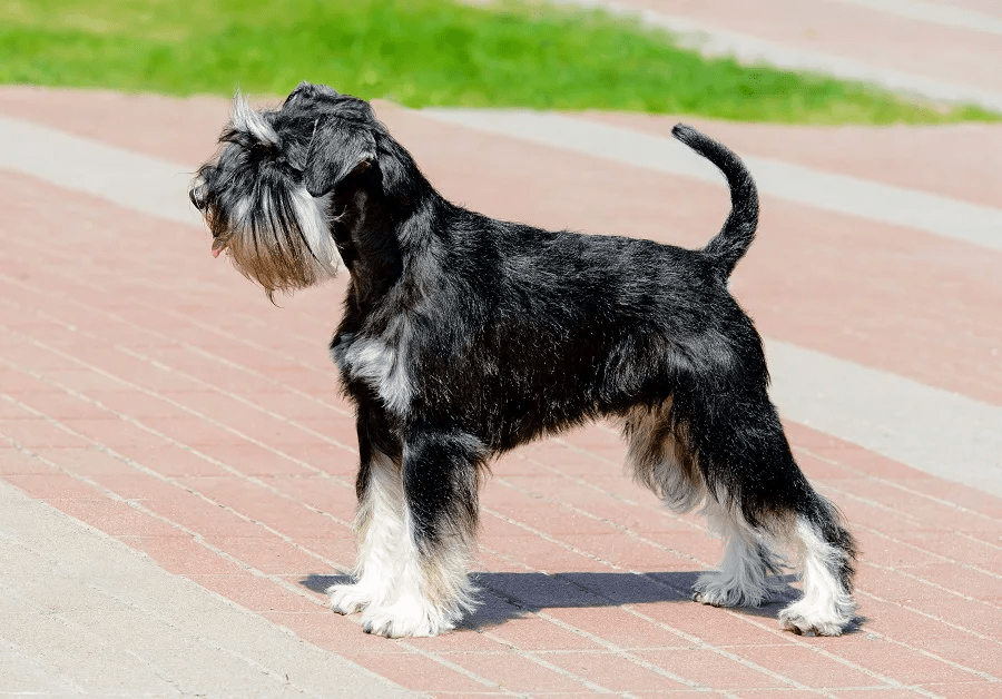 schnauzer haircut gallery