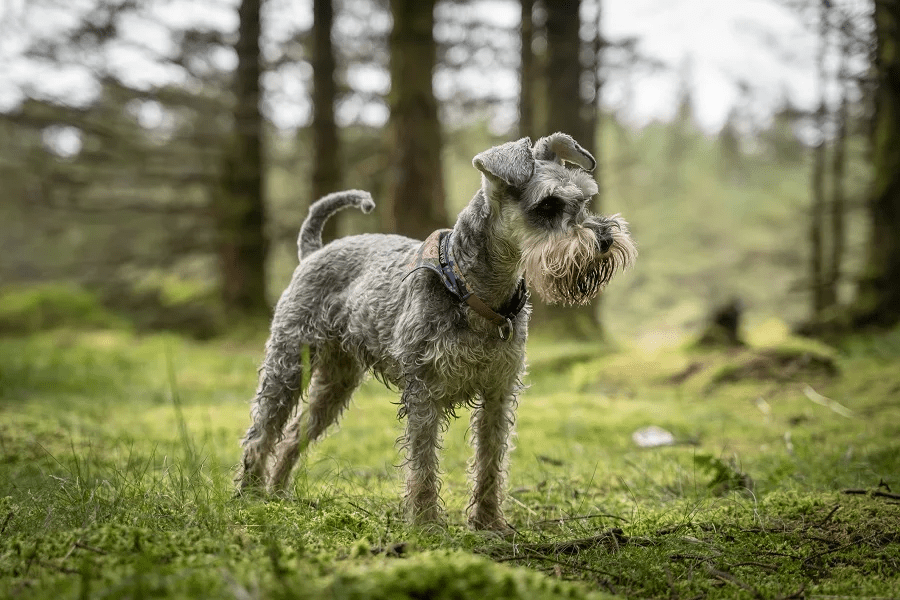 schnauzer haircut gallery