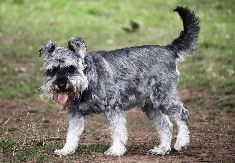 schnauzer haircut gallery