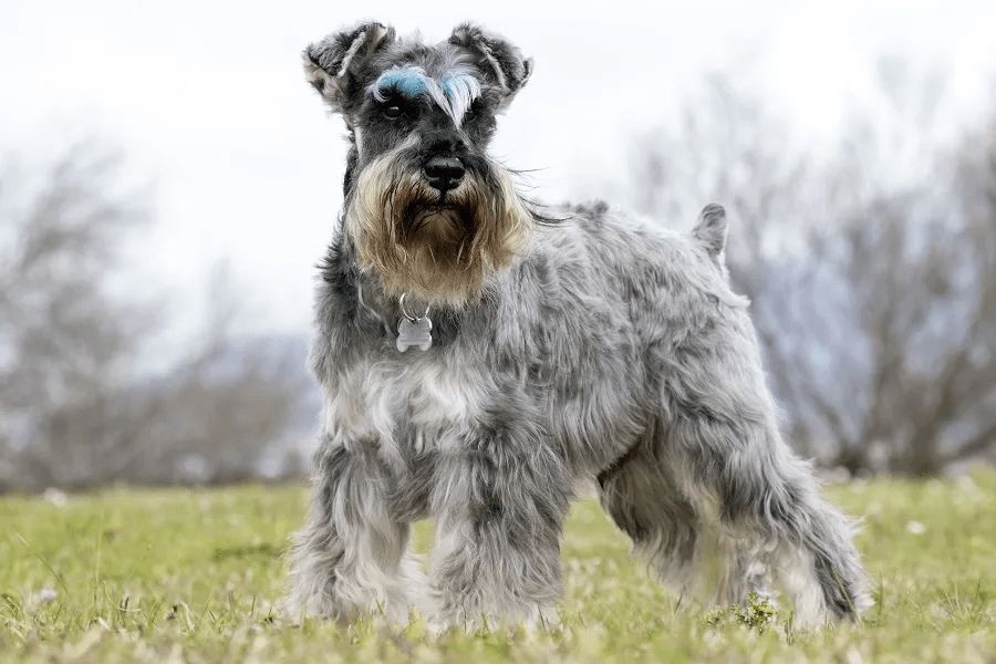 schnauzer haircut gallery