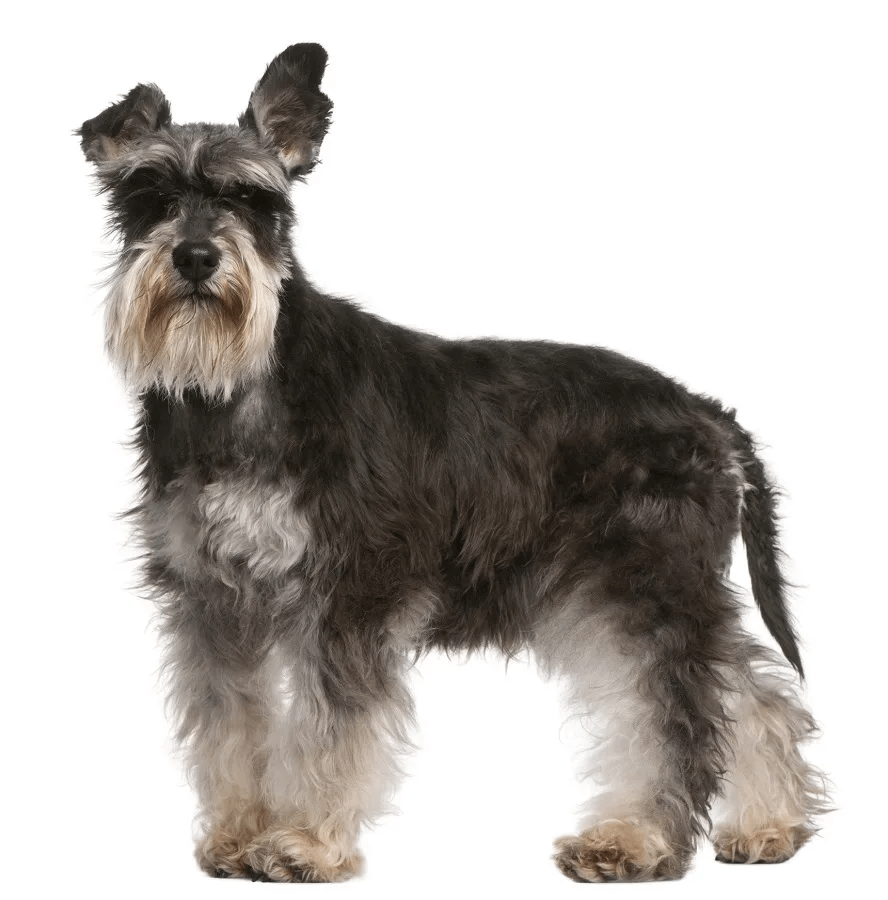 schnauzer haircut gallery