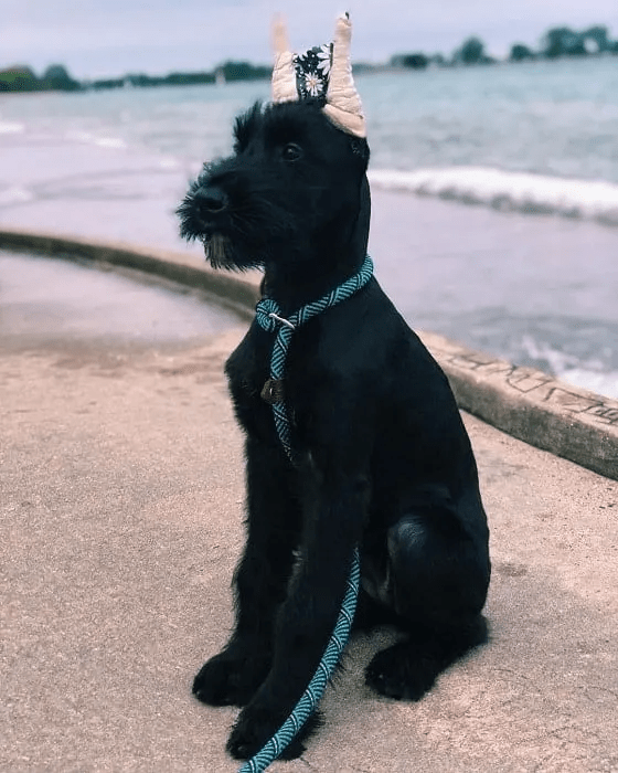 schnauzer haircut gallery