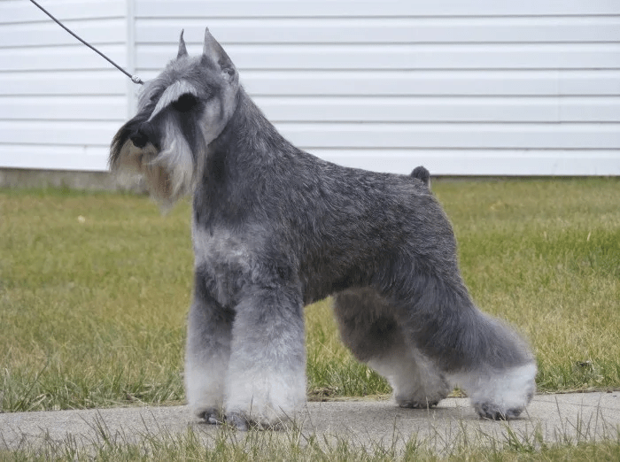 schnauzer haircut gallery