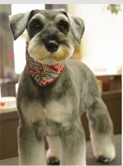 schnauzer haircut gallery