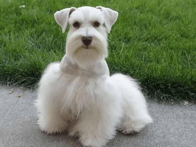 schnauzer haircut gallery