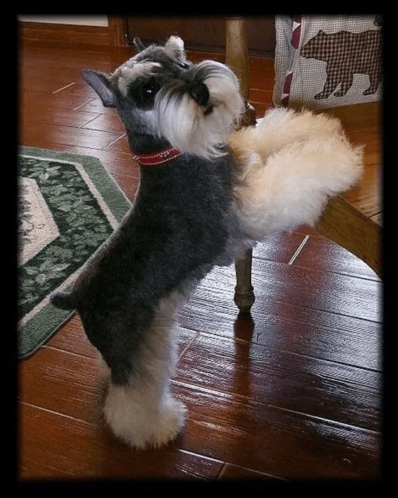 schnauzer haircut gallery