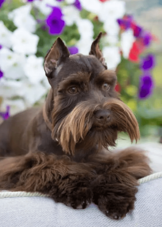 schnauzer haircut gallery