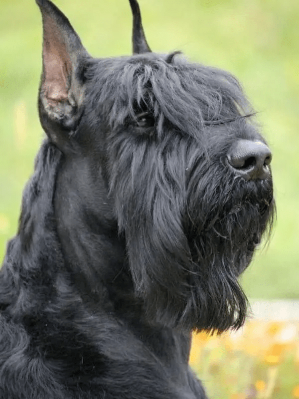 schnauzer haircut gallery