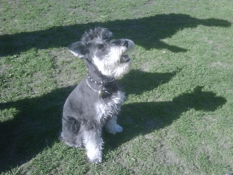 schnauzer haircut gallery